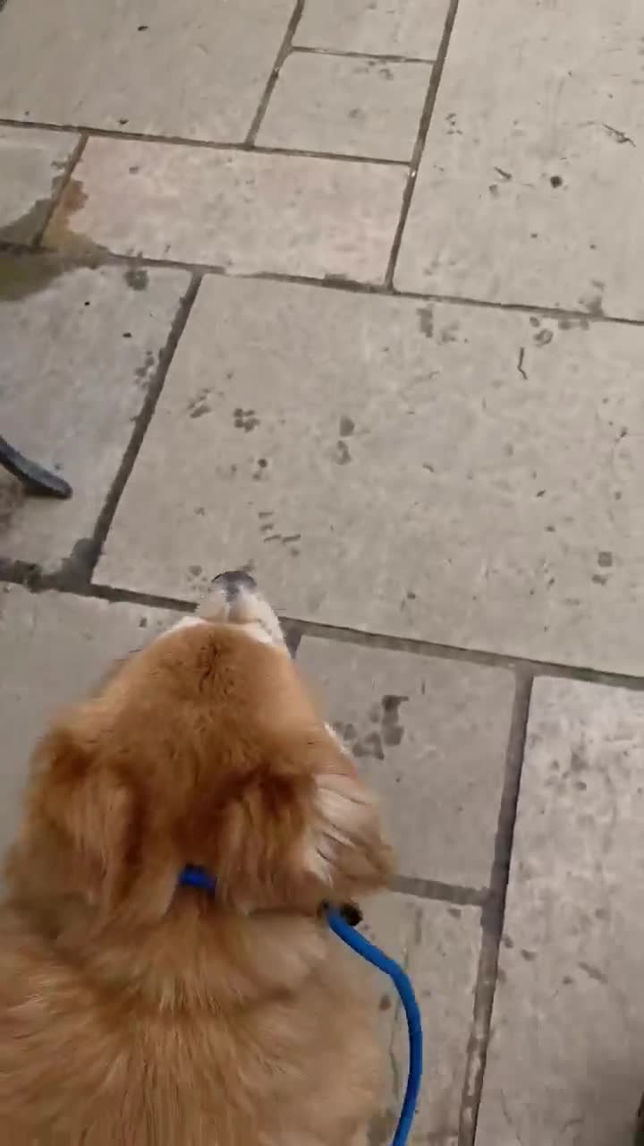Mixed Breed dogs for adoption: Charlotte - Smiley, Playful and Cheeky in Worcester - Video 1