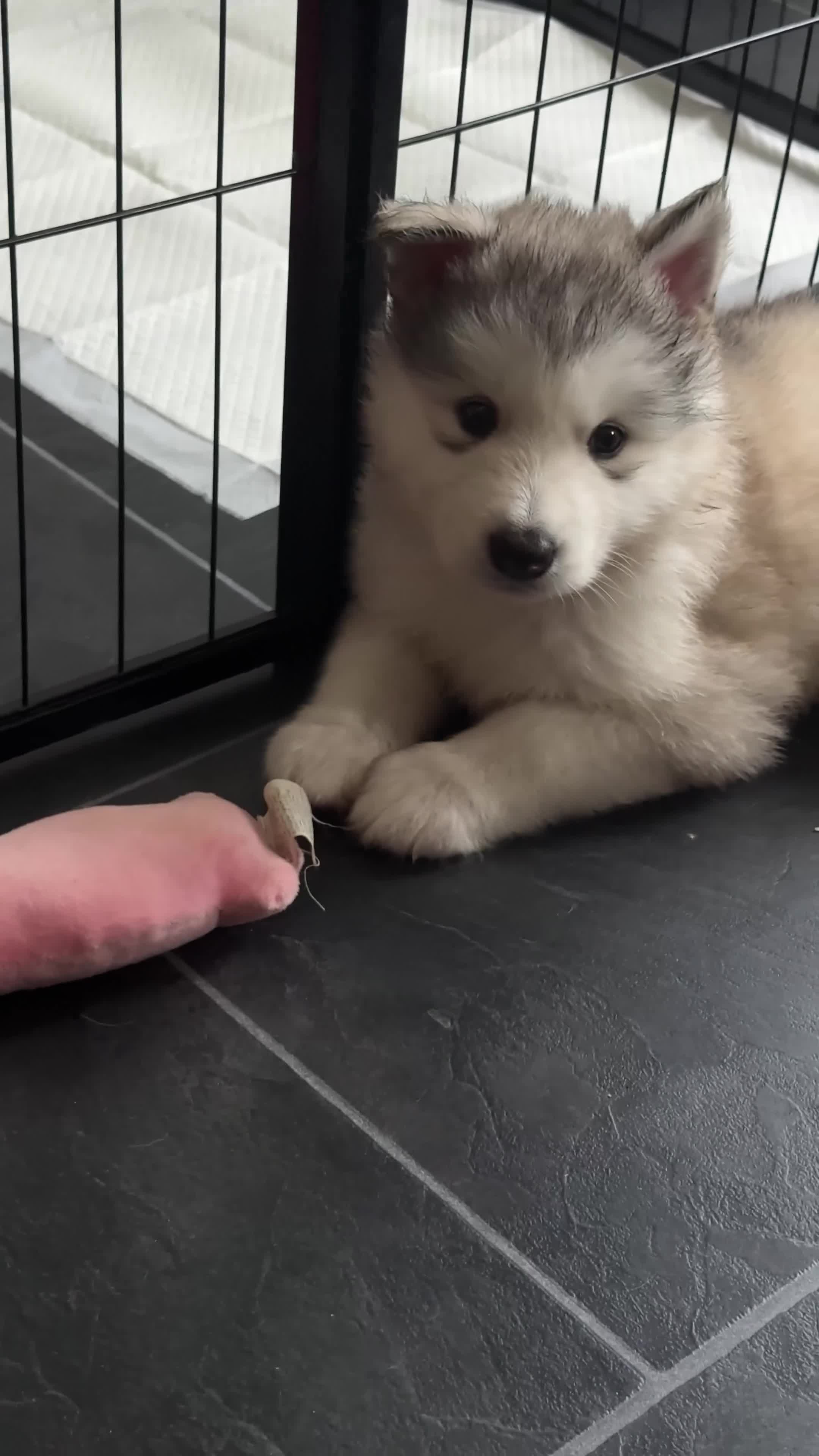 Alaskan Malamute dogs for sale: Alaskian malamute puppies  - Video 1