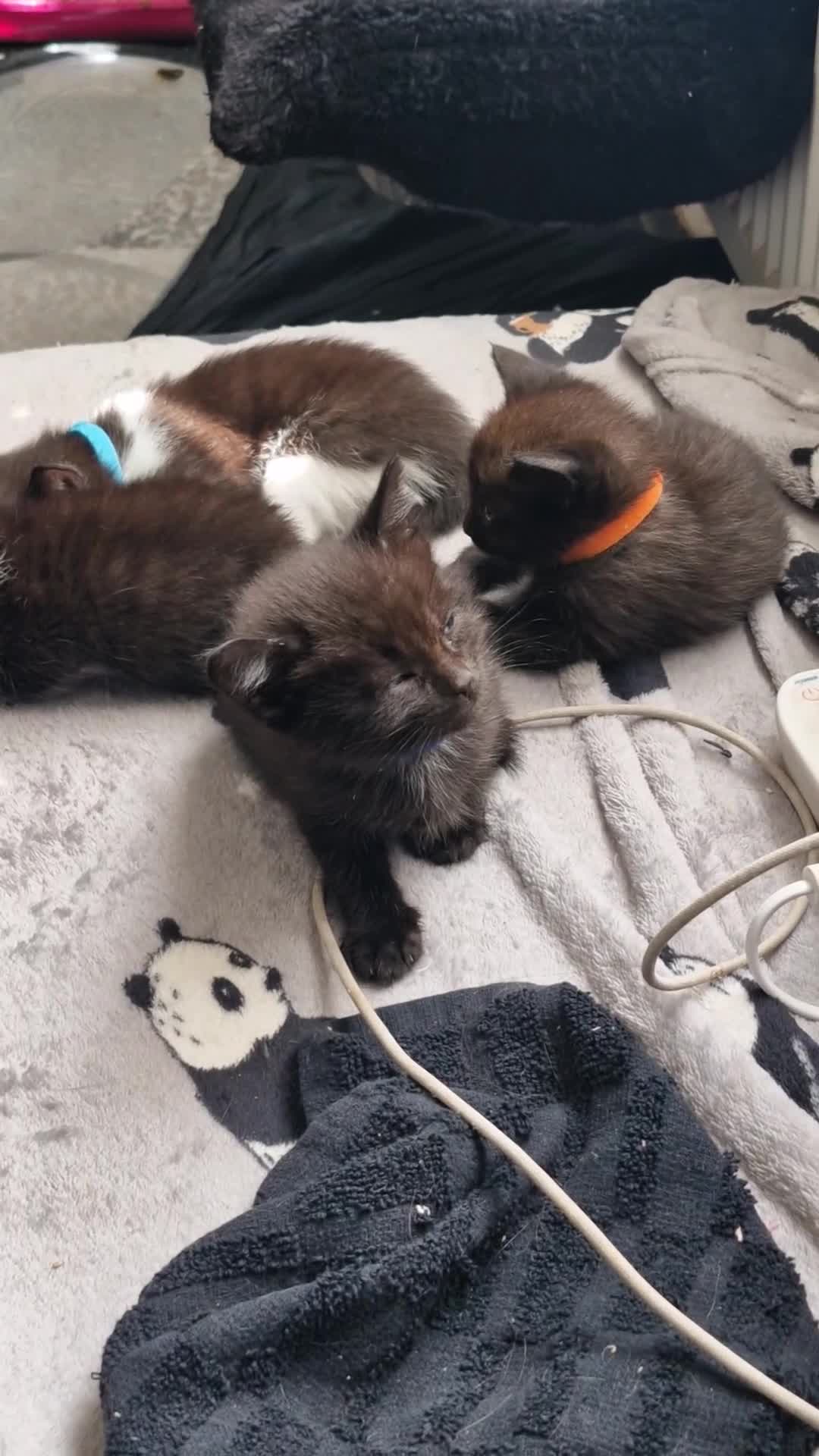 Mixed Breed cats for sale: 5 black/ black and white kittens - Video 2