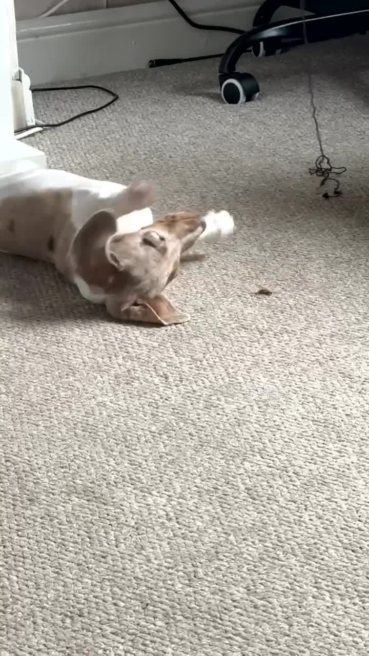 Dachshund dogs for sale: Minature male dachshund - Video 1