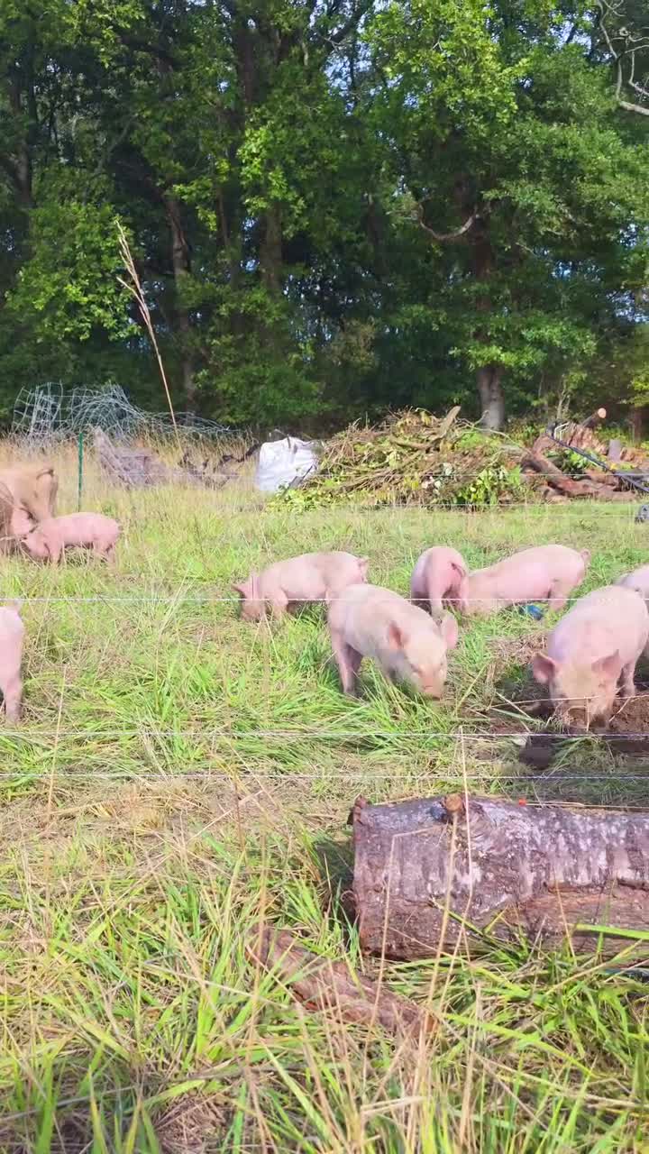 Pig livestock for sale: 20 middle white piglets in Guildford - Video 2