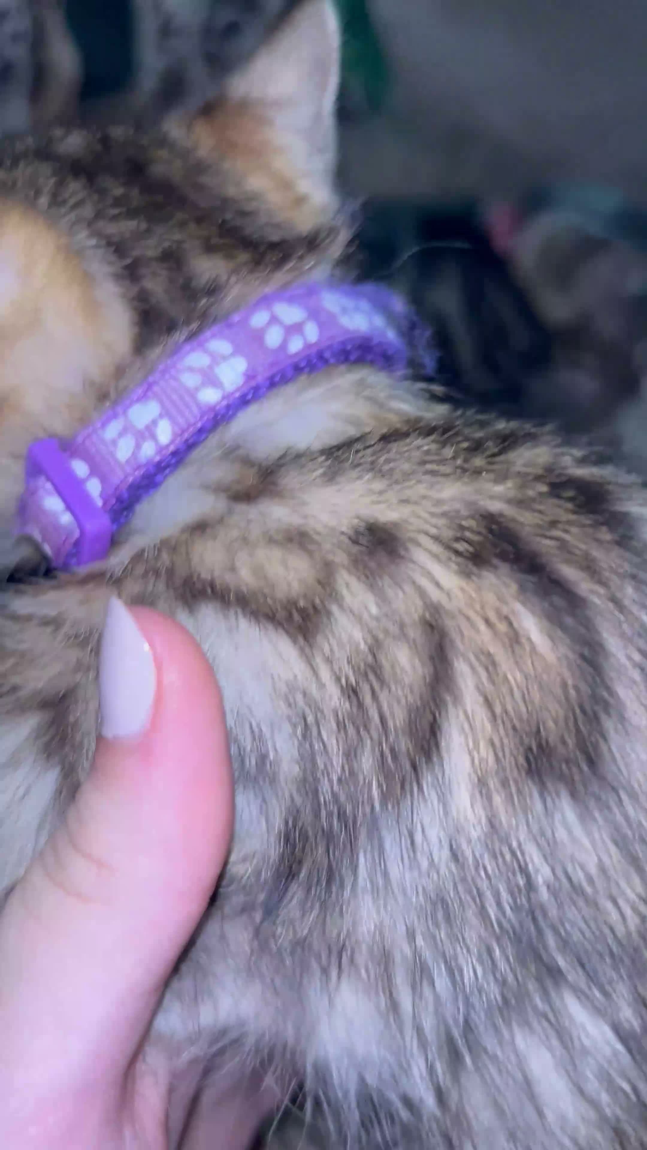 Bengal cats for sale: Pure Bengal Kittens ❤️ready for their new home 🏡  - Video 4