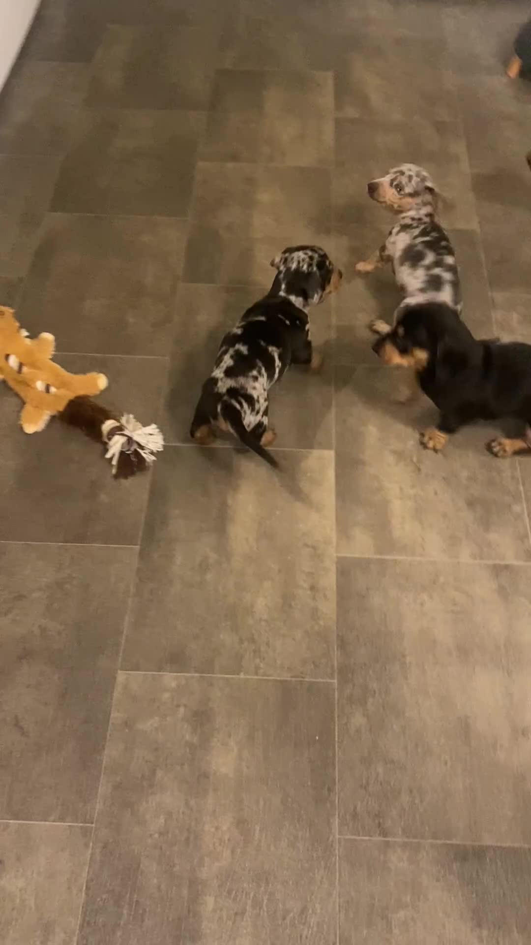 Miniature Dachshund dogs for sale: Miniture dachshund puppies  - Video 2