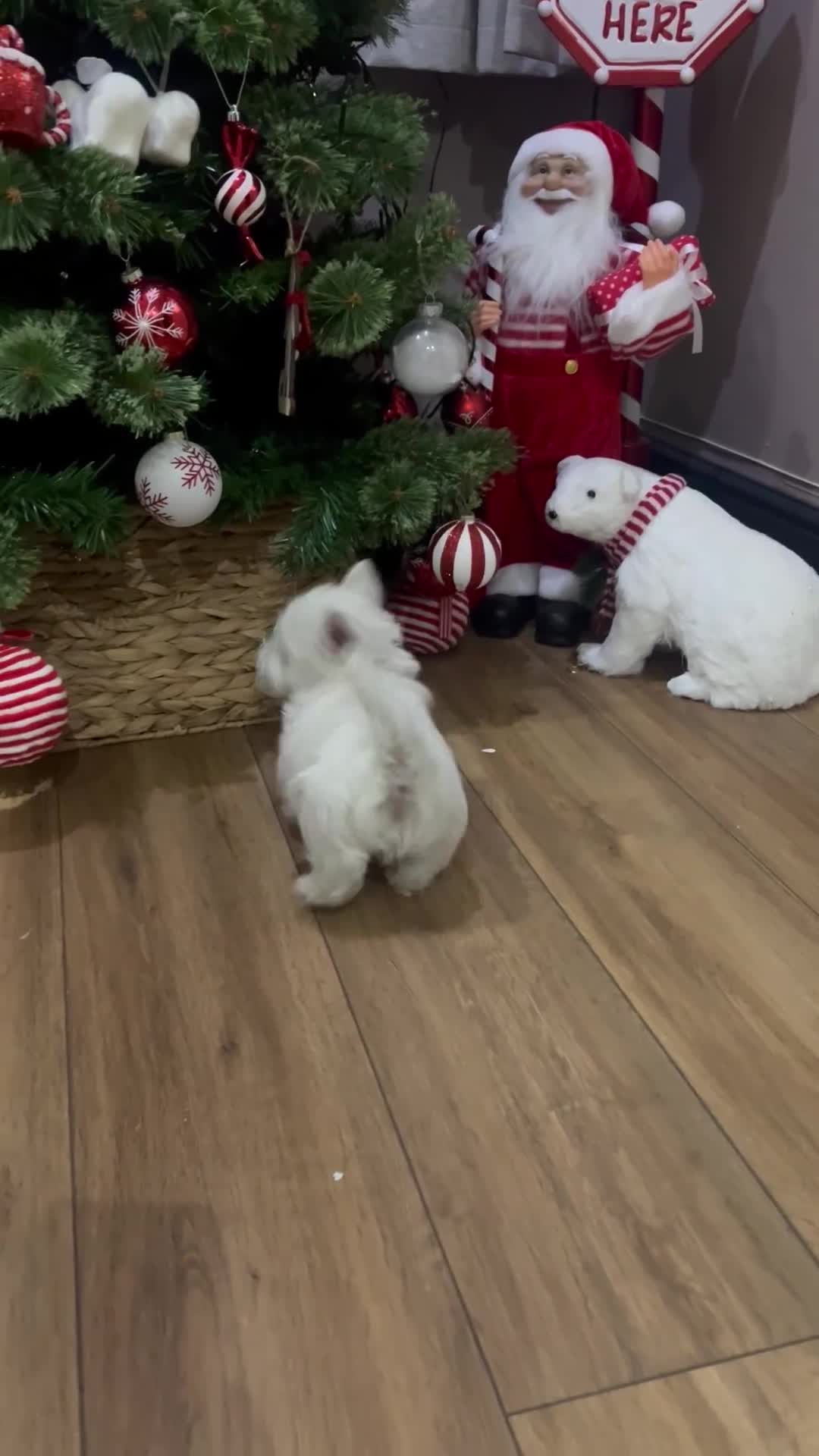 West Highland Terrier dogs for sale: Kc registered west highland white puppies.  - Video 1