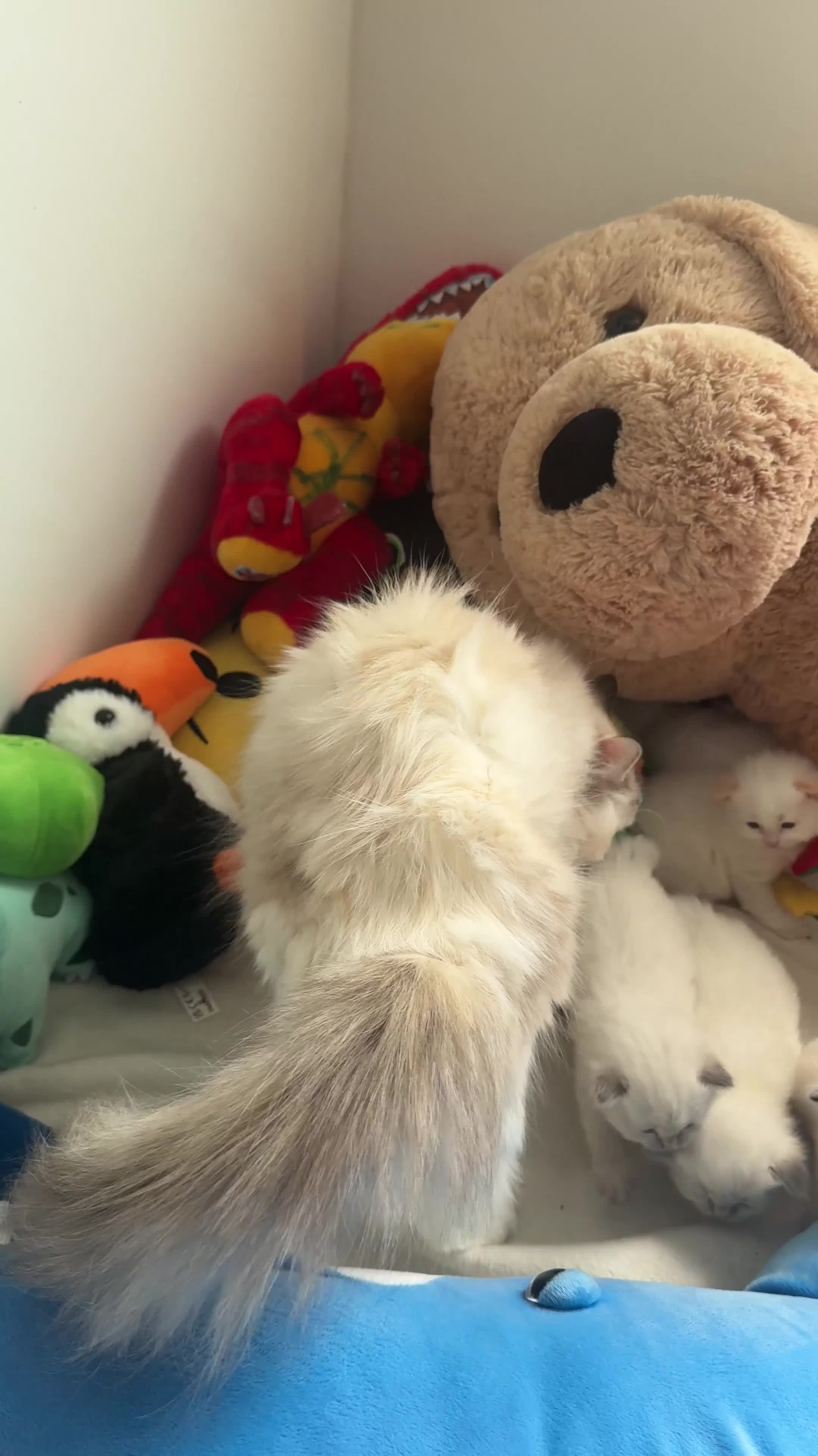 Ragdoll cats for sale: Beautiful Purebred Ragdoll Kittens for Sale ✨ - Video 3