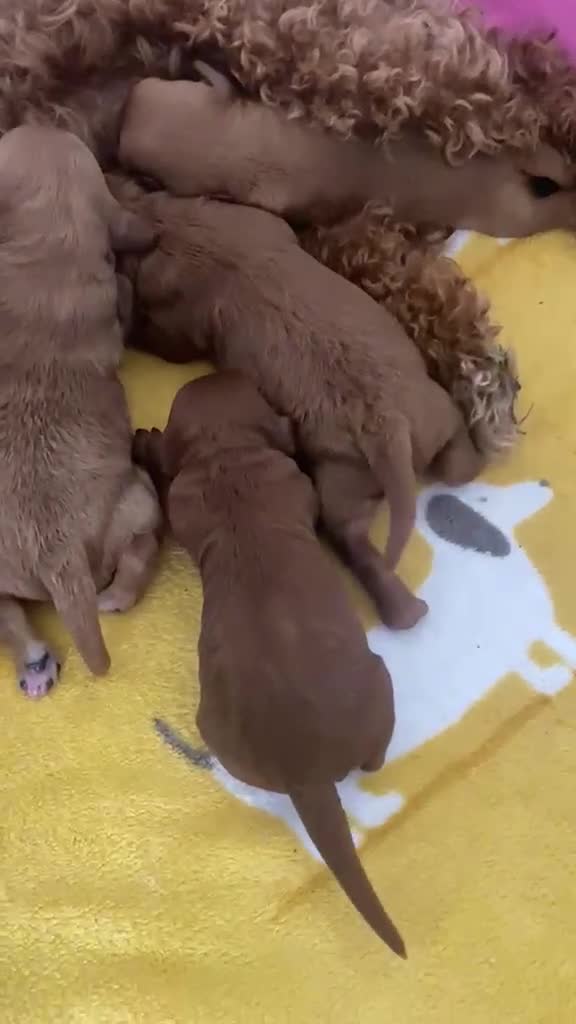 Miniature Poodle dogs for sale: Stunning Red Miniature Poodle Girl - Video 1