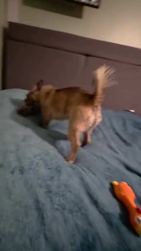 Mixed Breed dogs for adoption: 💙RONNIE Big Personality In Tiny Wrap Chorkie X - Video 2