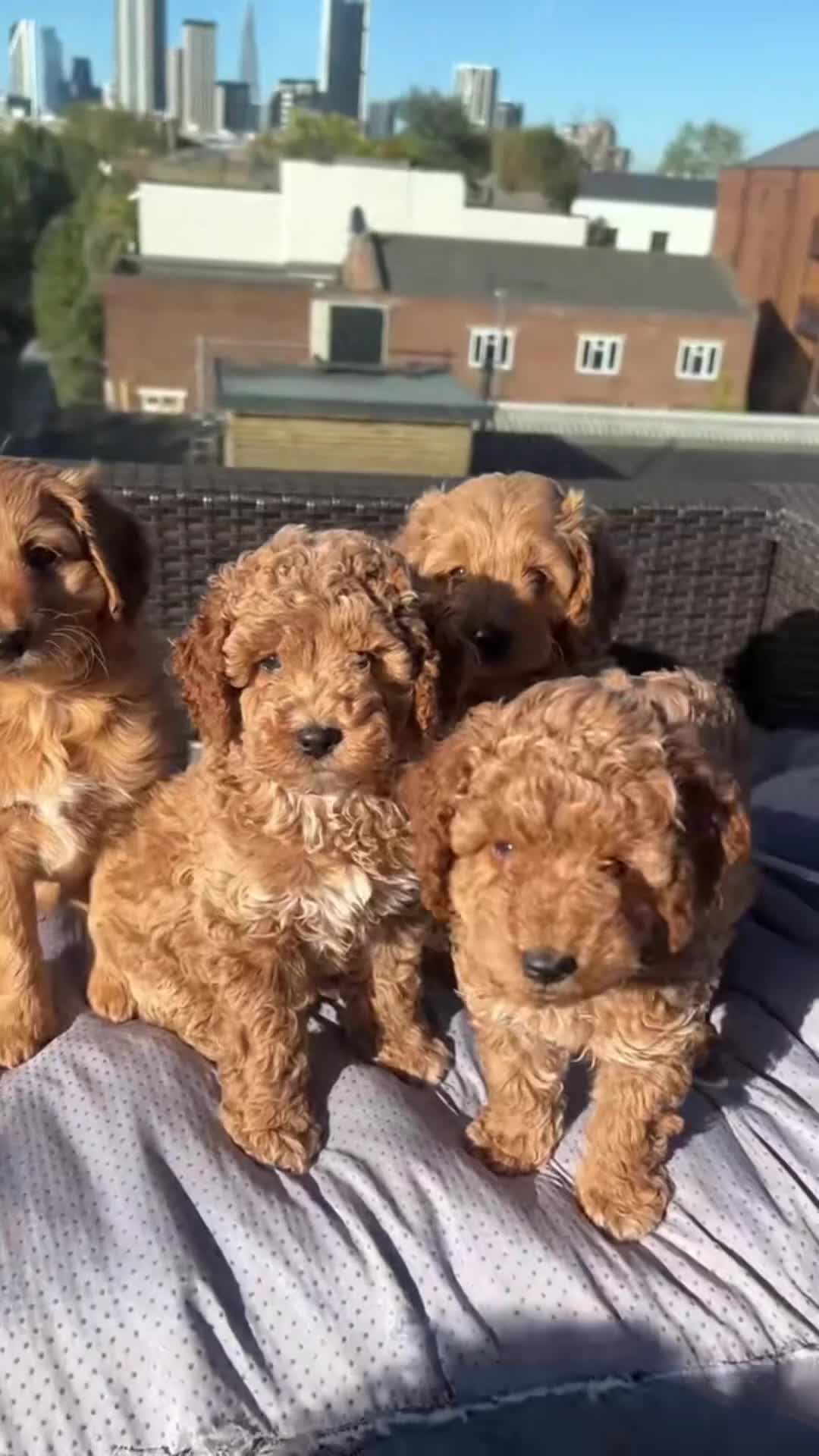 Mixed Breed dogs for sale: Hassan H - Video 1
