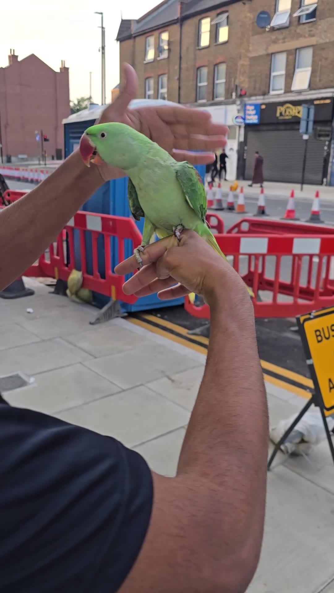 Ringnecks birds for sale: Alexandrine/Indian ringneck - Video 1