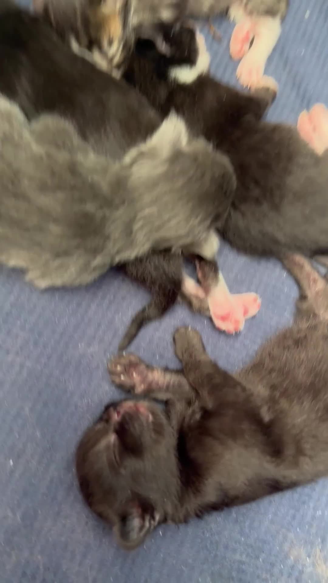 British Longhair cats for sale: 5 adorable kittens  - Video 1