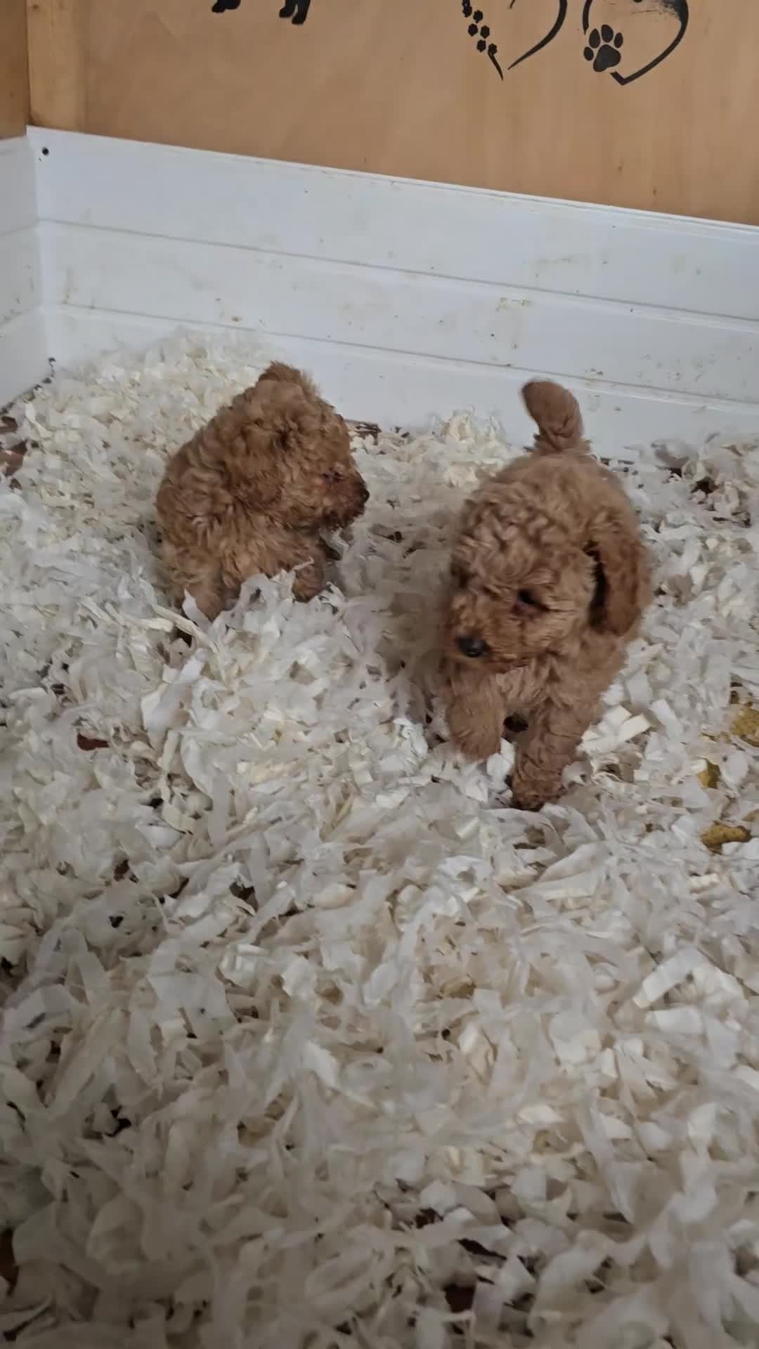 Miniature Poodle dogs for sale: Fox Red miniature poodle puppies  - Video 1
