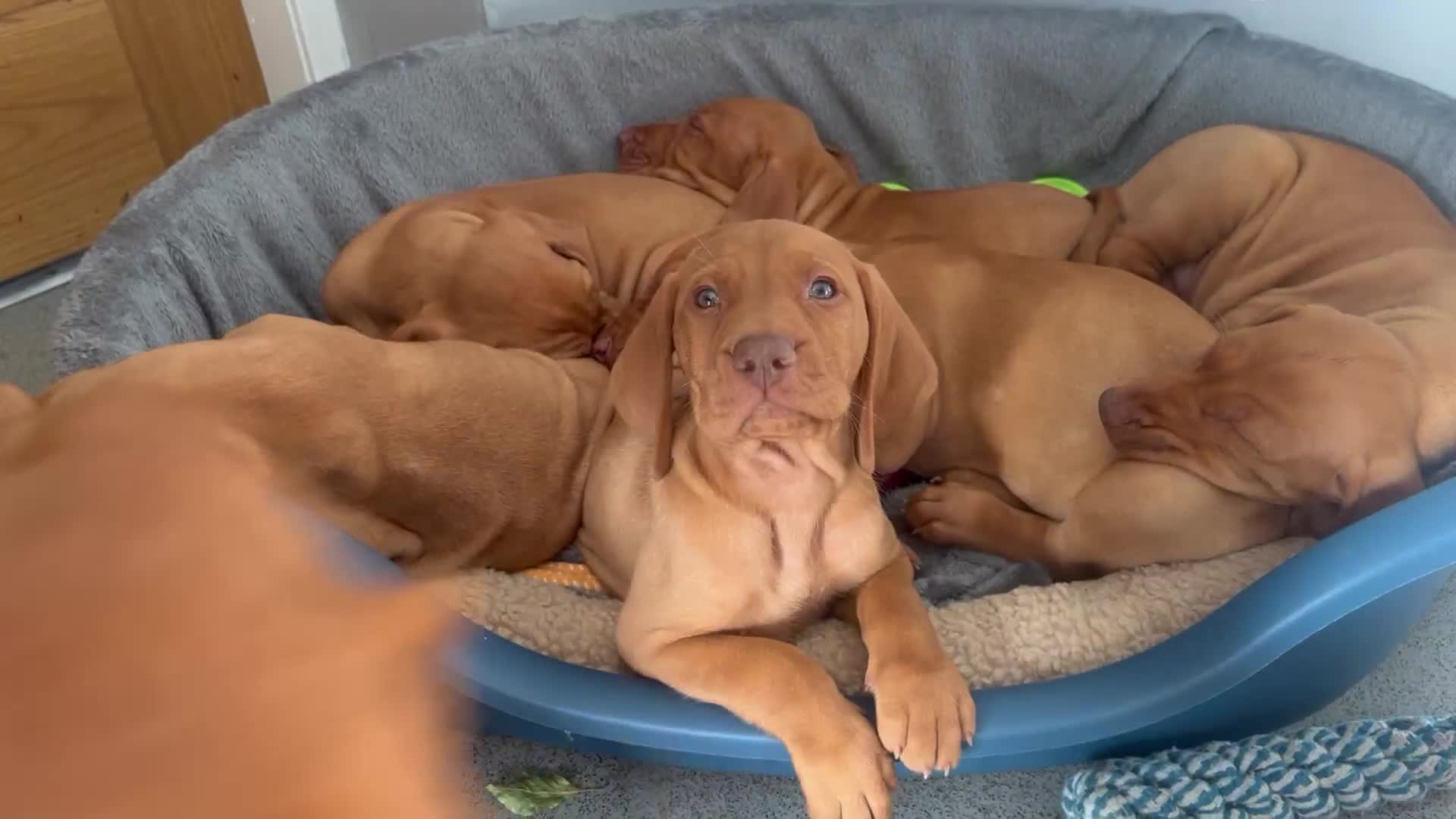 Hungarian Vizsla dogs for sale: Hungarian Vizsla puppies   - Video 1