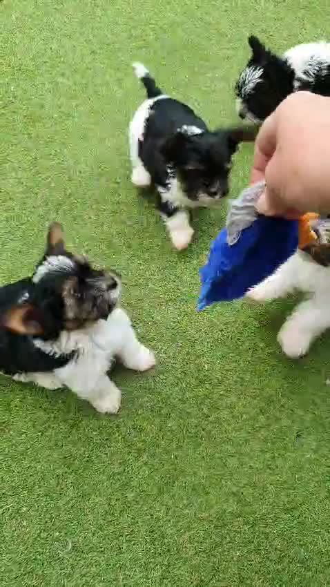 Biewer Terrier dogs for stud: Purebred Pedigree Biewer Terrier Stud in Merthyr Tydfil - Video 2