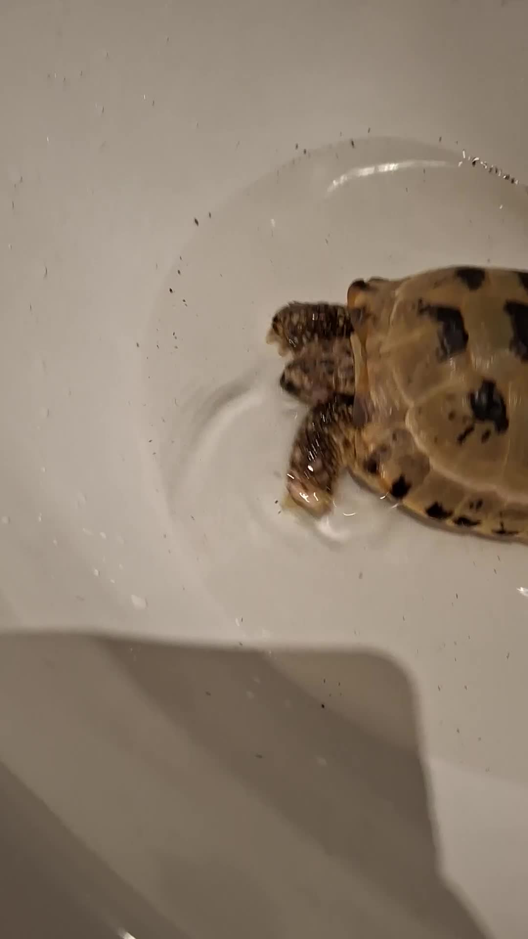 Tortoise reptiles for sale: Beautiful Horsfield tortoise and set up  - Video 1