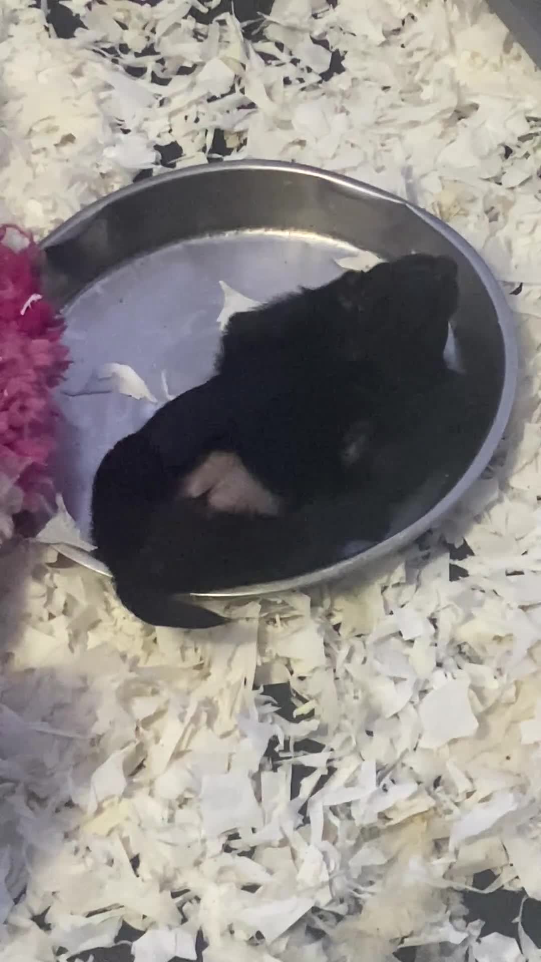 Scottish Terrier dogs for sale: Adorable Scottish Terror Puppies  - Video 4