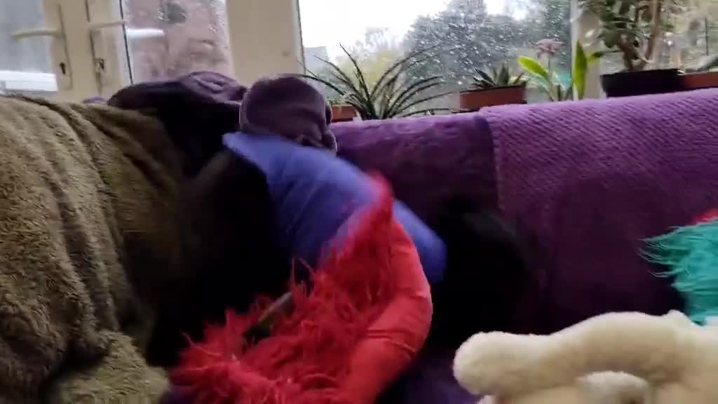 Mixed Breed dogs for adoption: Spirit for adoption - Video 2