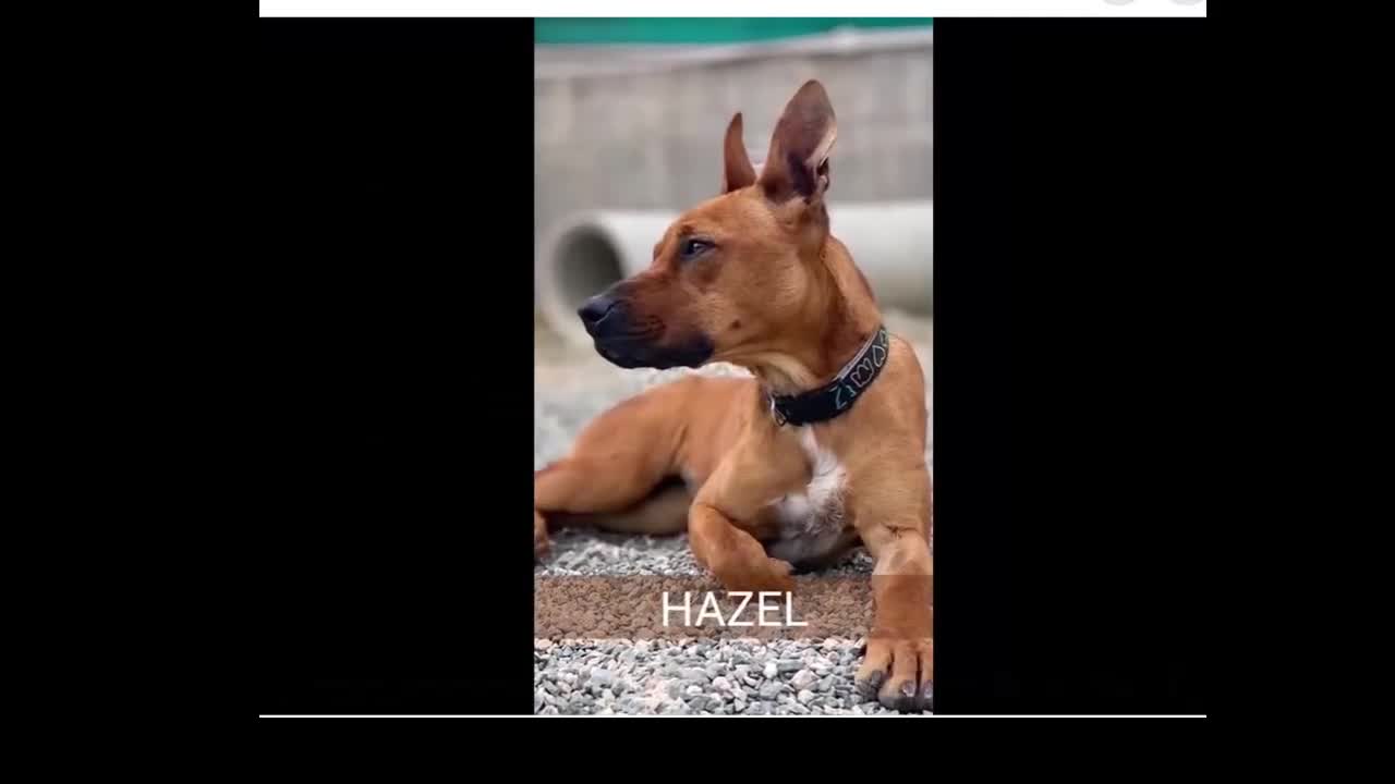 Staffordshire Bull Terrier dogs for adoption: Hazel - Spent a year chained to a tree! - Video 1