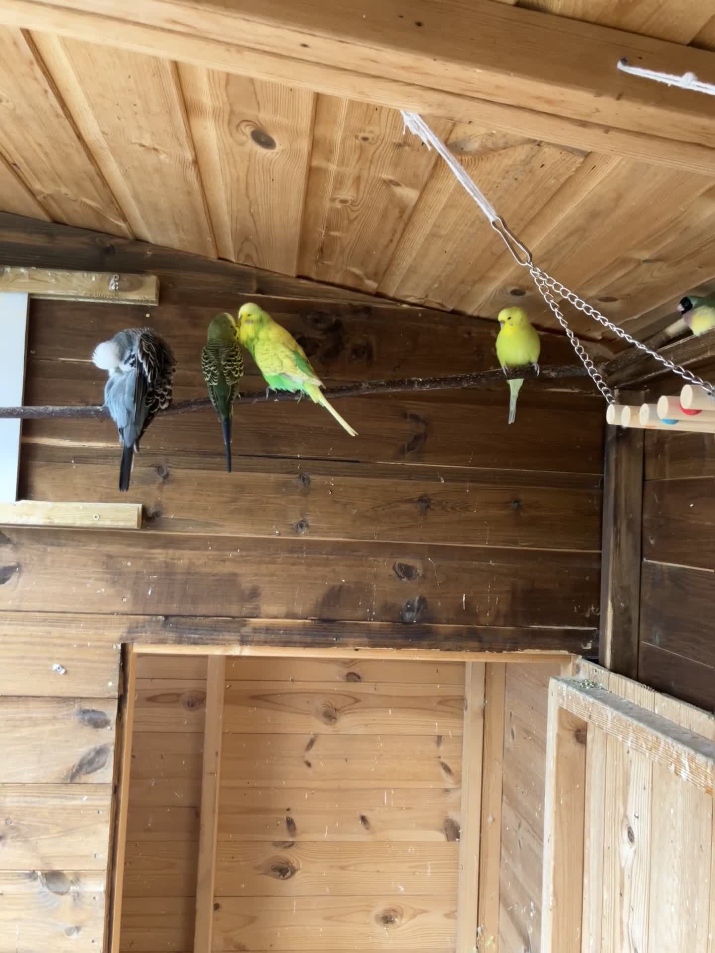 Budgerigars birds for sale: Colour and exhibition Budgies for sale - Video 2