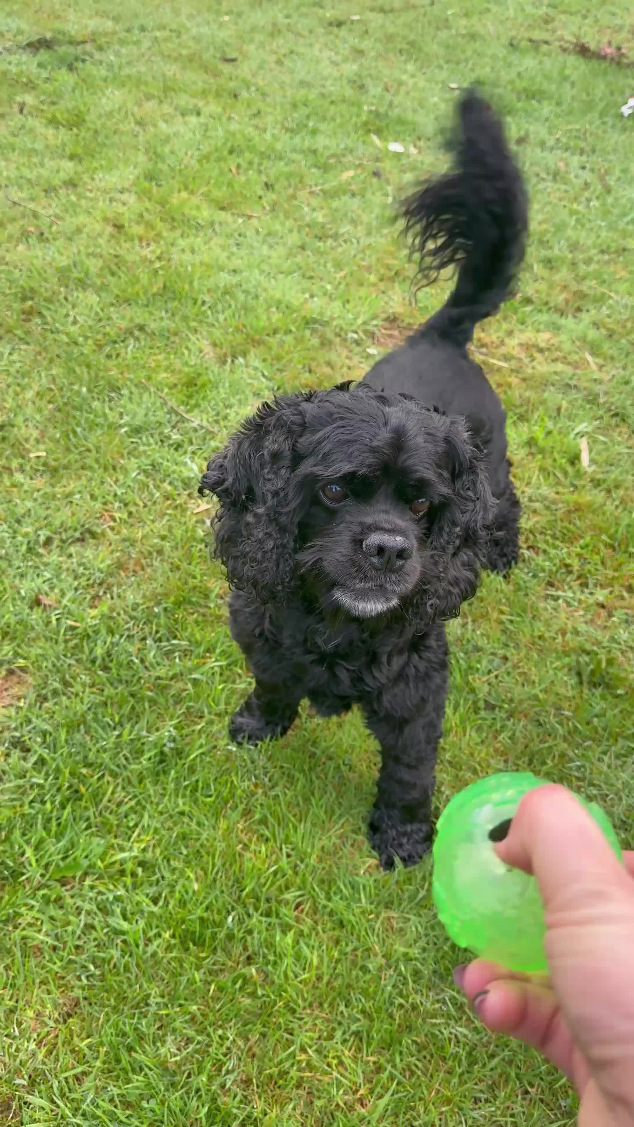 American Cocker Spaniel dogs for stud: Lordas - Video 1