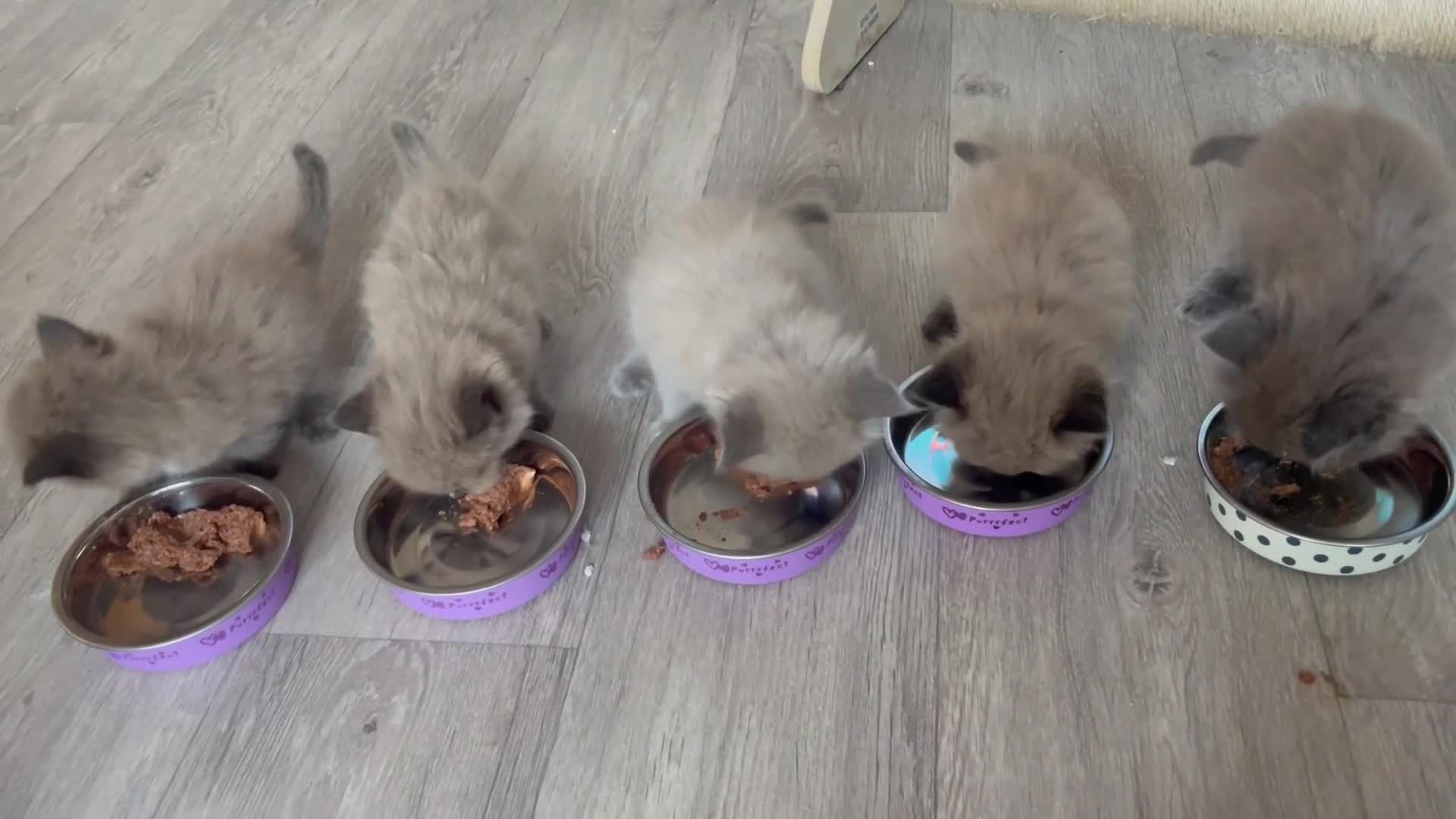 Ragdoll cats for sale: 5 Purebred kittens for SALE - Video 5