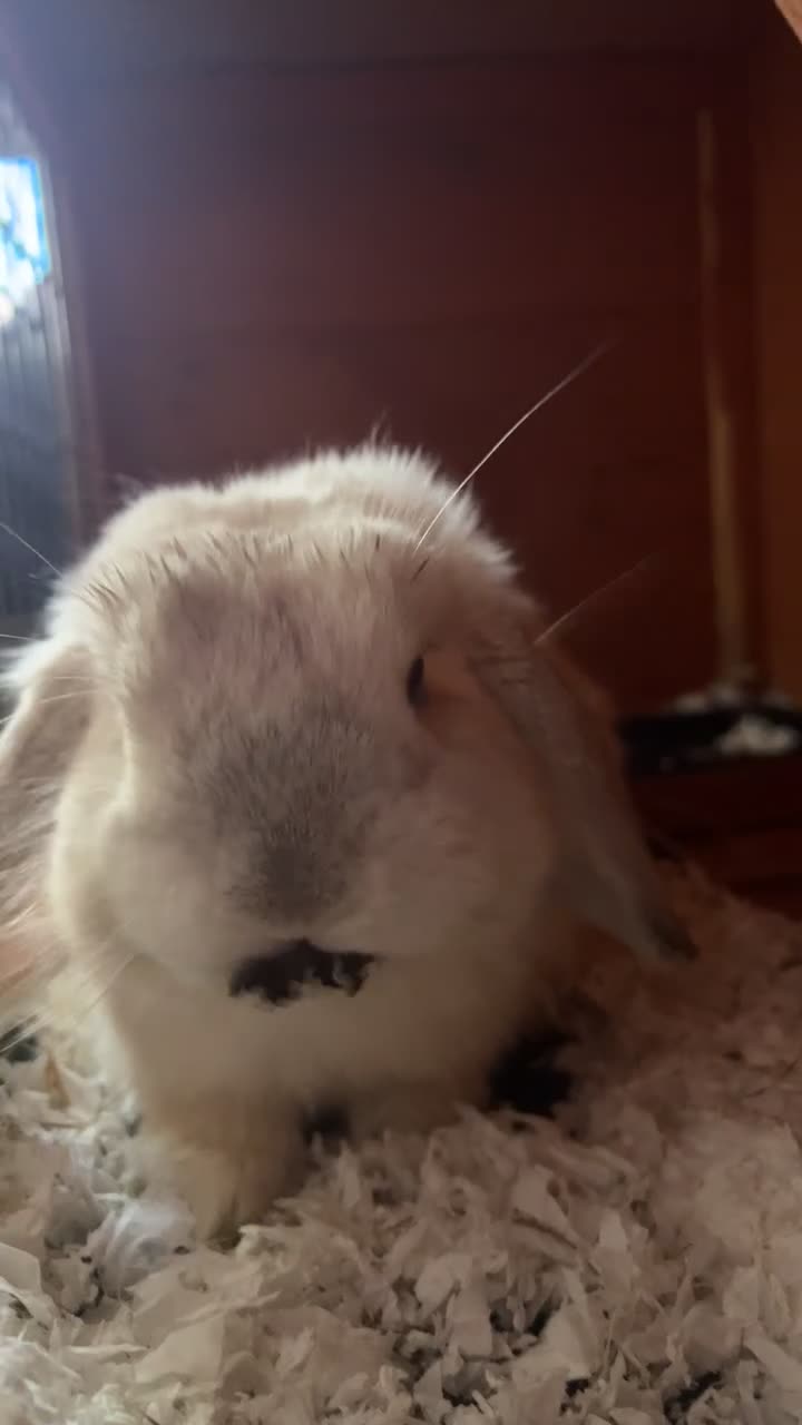 Mini Lop rabbits for sale: Dennis - Video 1
