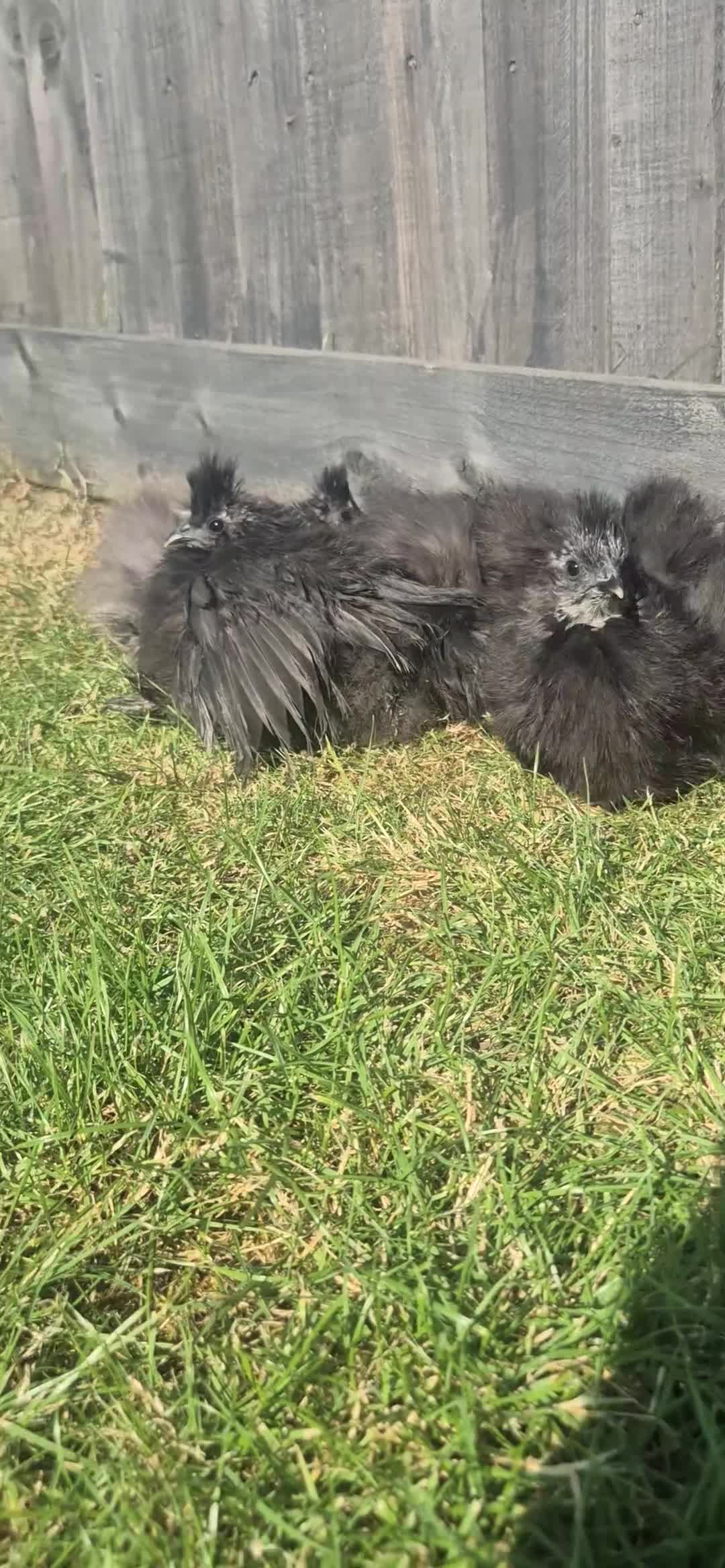 Chickens poultry for sale: Black Silkies  in Brierley Hill - Video 1