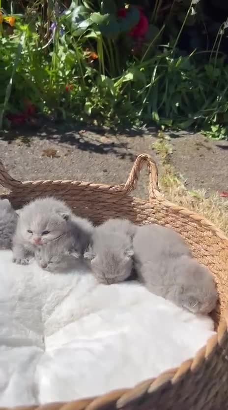 British Shorthair cats for sale: 🌈 🏆 supreme champion 💙BSH 🏆 🧸 in Birmingham - Video 2
