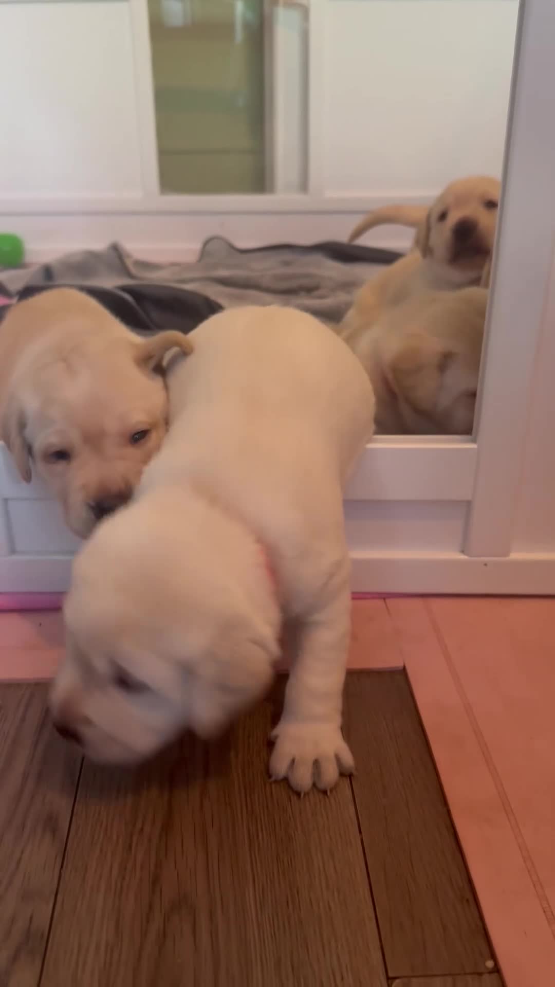 Labrador Retriever dogs for sale: KC Registered litter 1 chunky boy left - Video 1