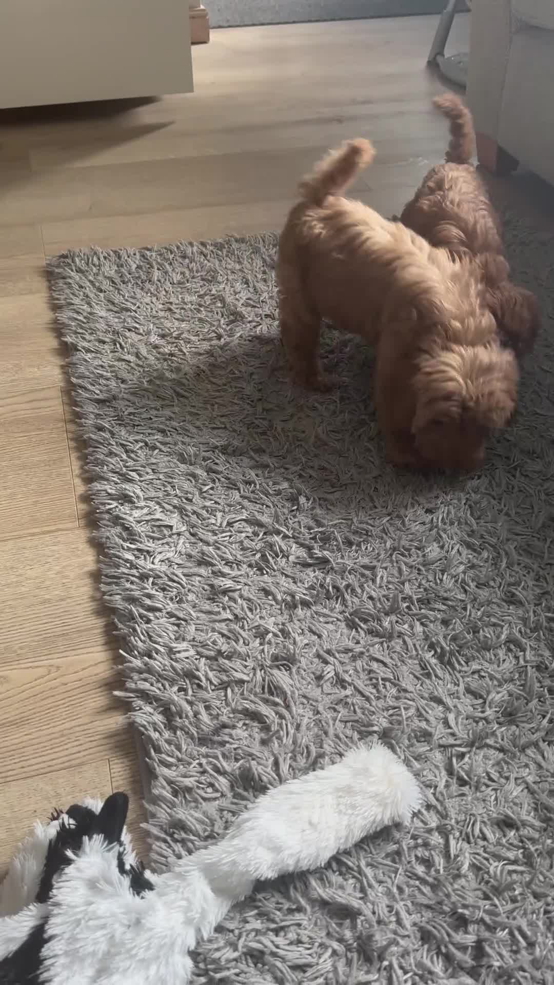 Cavapoo dogs for sale: Beautiful f1b red Cavapoo puppies    - Video 1