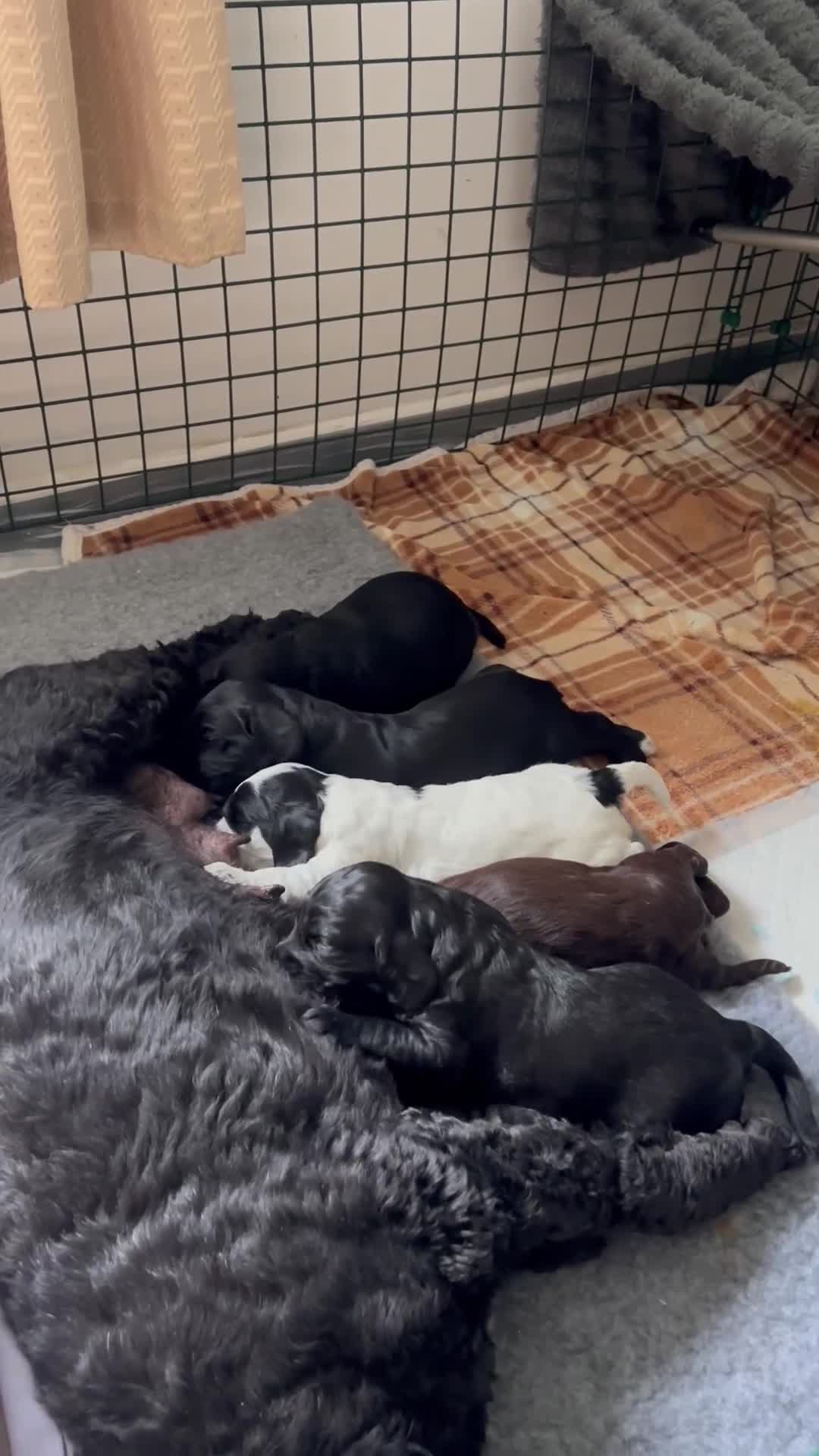 Cockapoo dogs for sale: Beautiful F1 Cockapoo Puppies for Sale  in Plymouth - Video 1