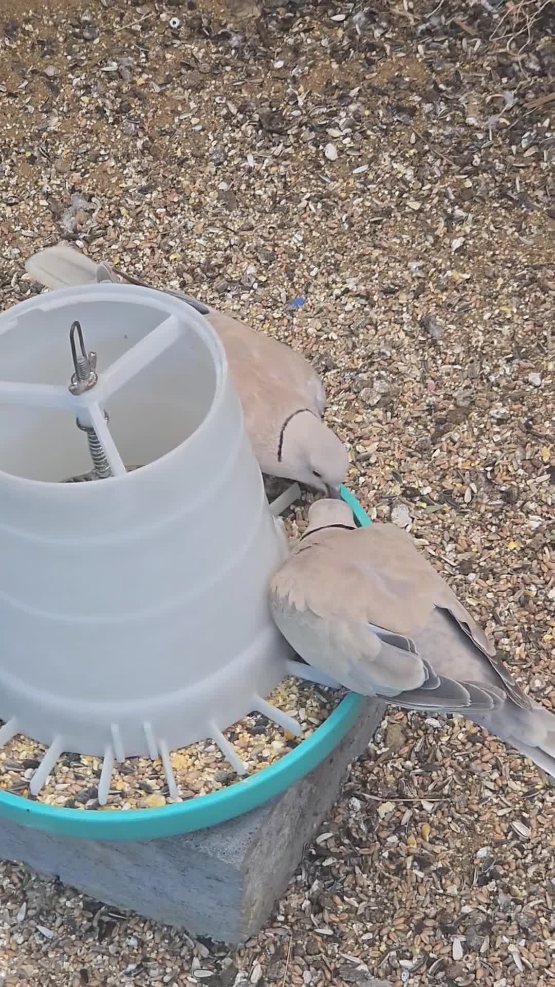 Doves birds for sale: Beautiful Pair of Barbary Doves - Video 3