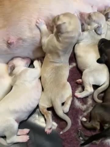 Saluki dogs for sale: Beautiful Saluki  - Video 2