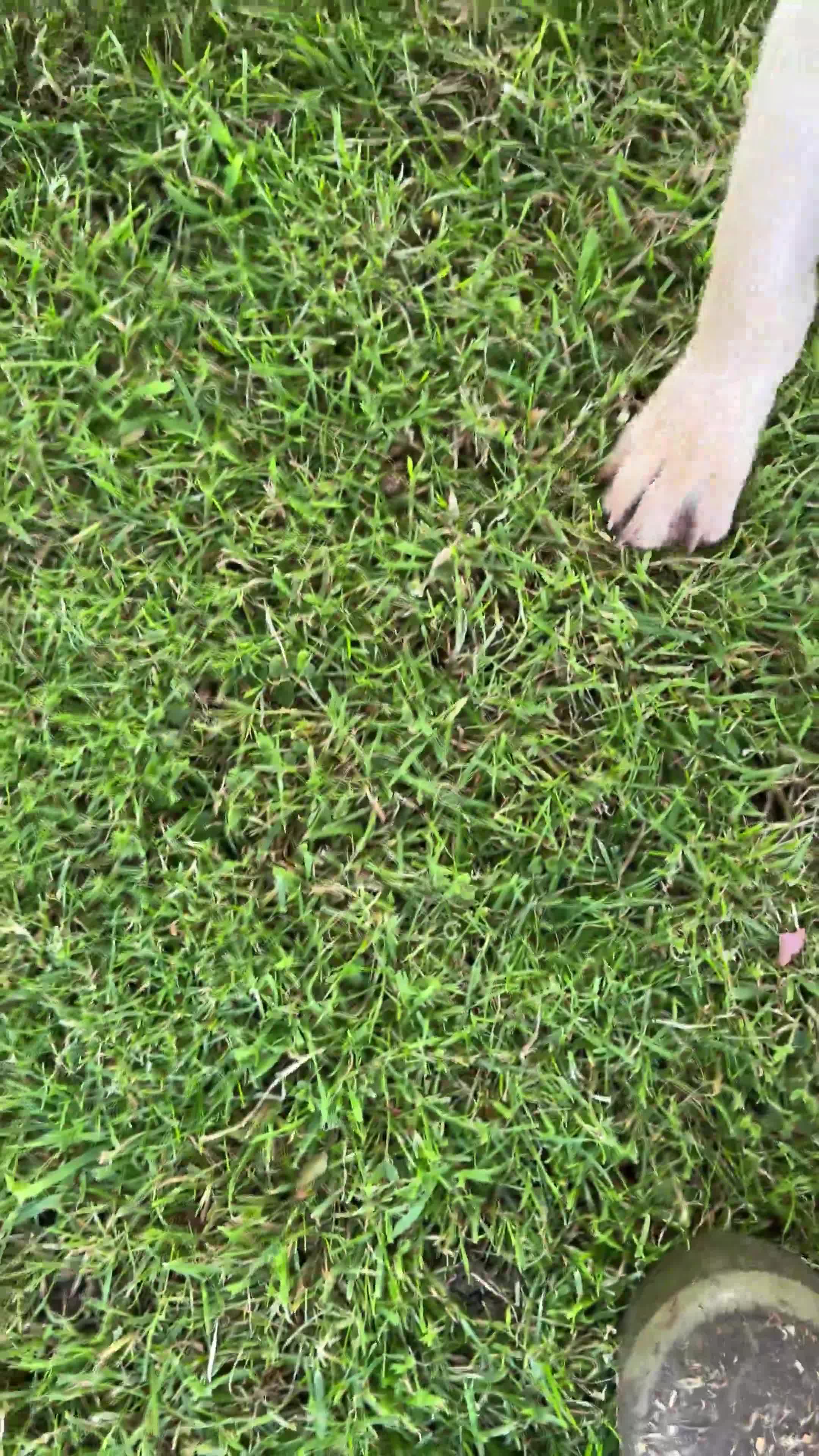 Labrador Retriever dogs for sale: KC working lab pups (health tested parents) - Video 1