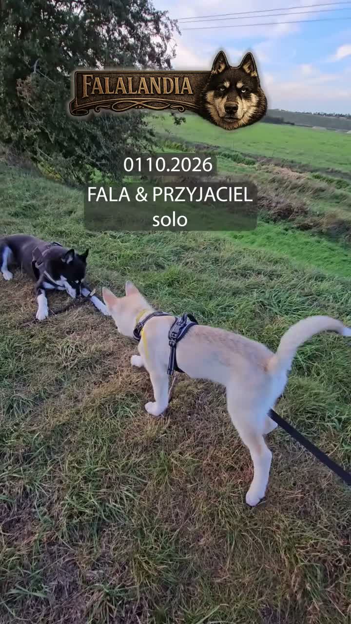 Siberian Husky dogs for sale: Siberian Husky Boys – Home Raised & Loved - Video 2
