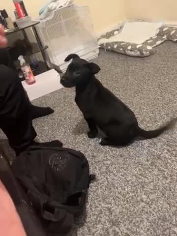 Mixed Breed dogs for sale: Cane corso / Američan akita Beautiful  - Video 1