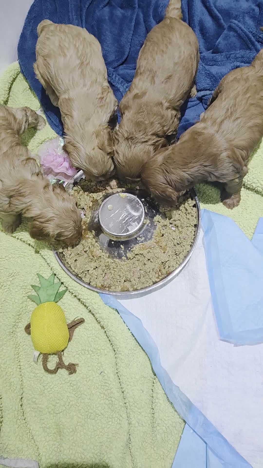 Cockapoo dogs for sale: Gorgeous, cockapoo puppies 5🌟 registered breeders - Video 2
