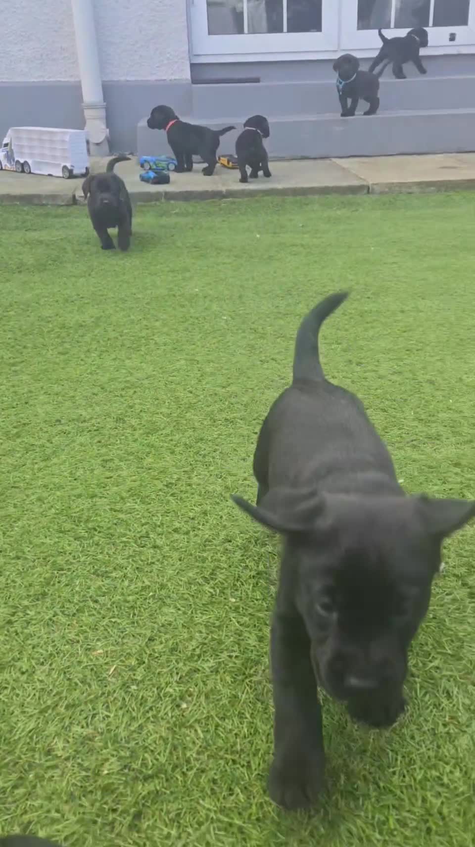 Labrador Retriever dogs for sale: Black and chocolate labrador puppies - Video 2