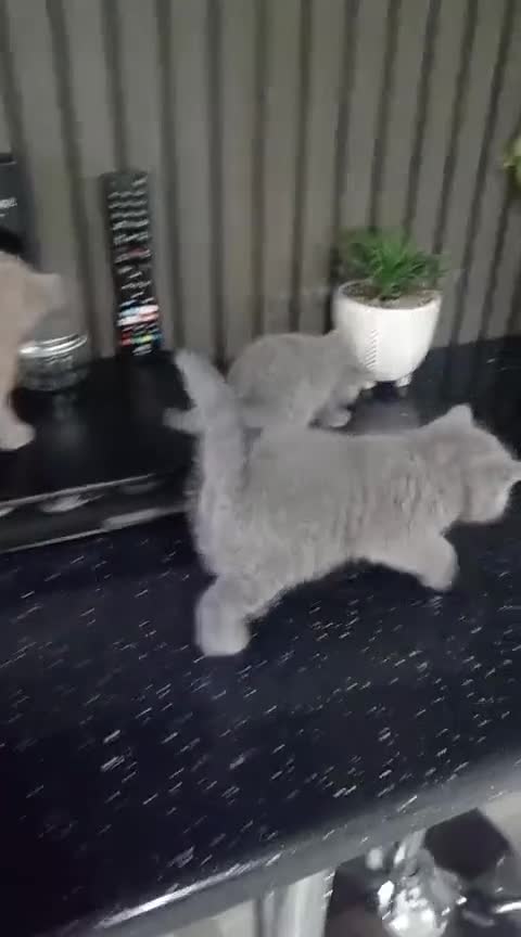 British Shorthair cats for sale: 🐈‍⬛ READY NOW - British Shorthair 🐈‍⬛ - Video 1