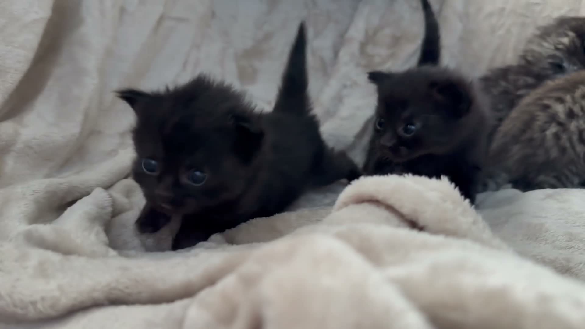 Mixed Breed cats for sale: ✨🐾 GORGEOUS KITTENS LOOKING FOR A FOREVER HOME - Video 3