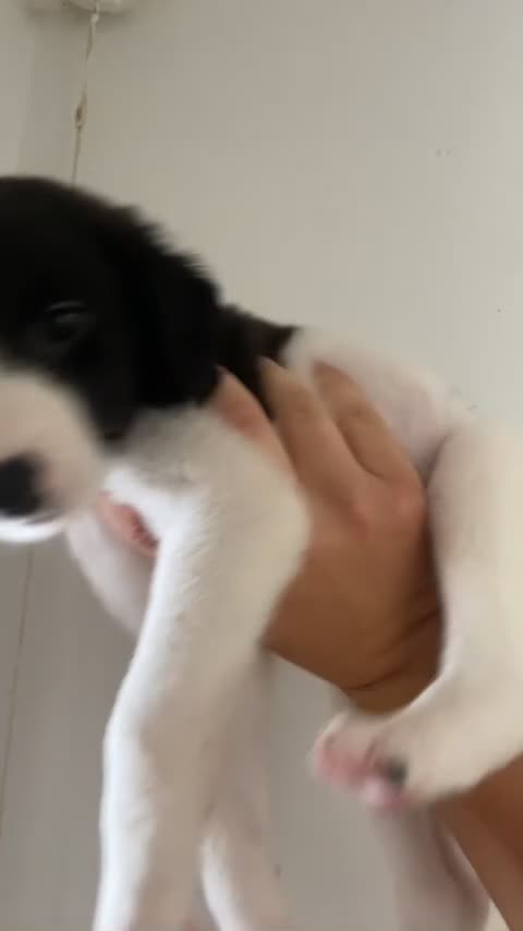 Lurcher dogs for sale: COLLIE WHIPPET X SALUKI GREYHOUND - Video 2