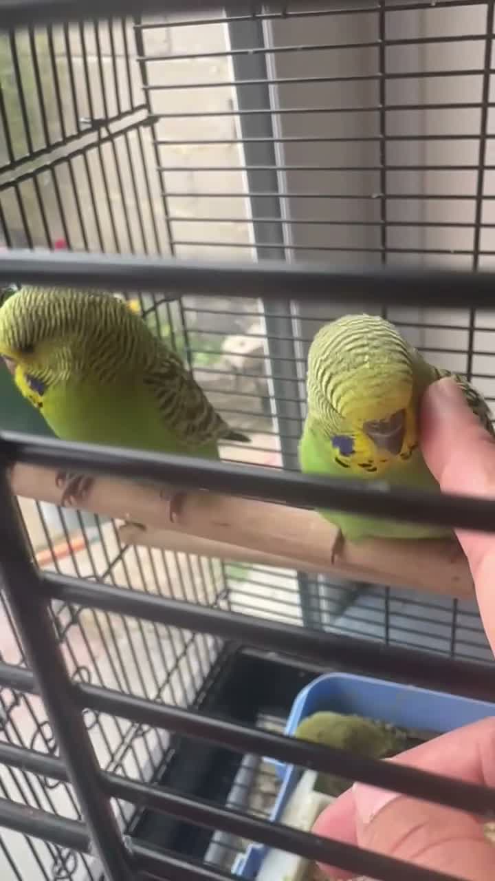 Budgerigars birds for sale: Lovely baby budgies in Dagenham  - Video 1