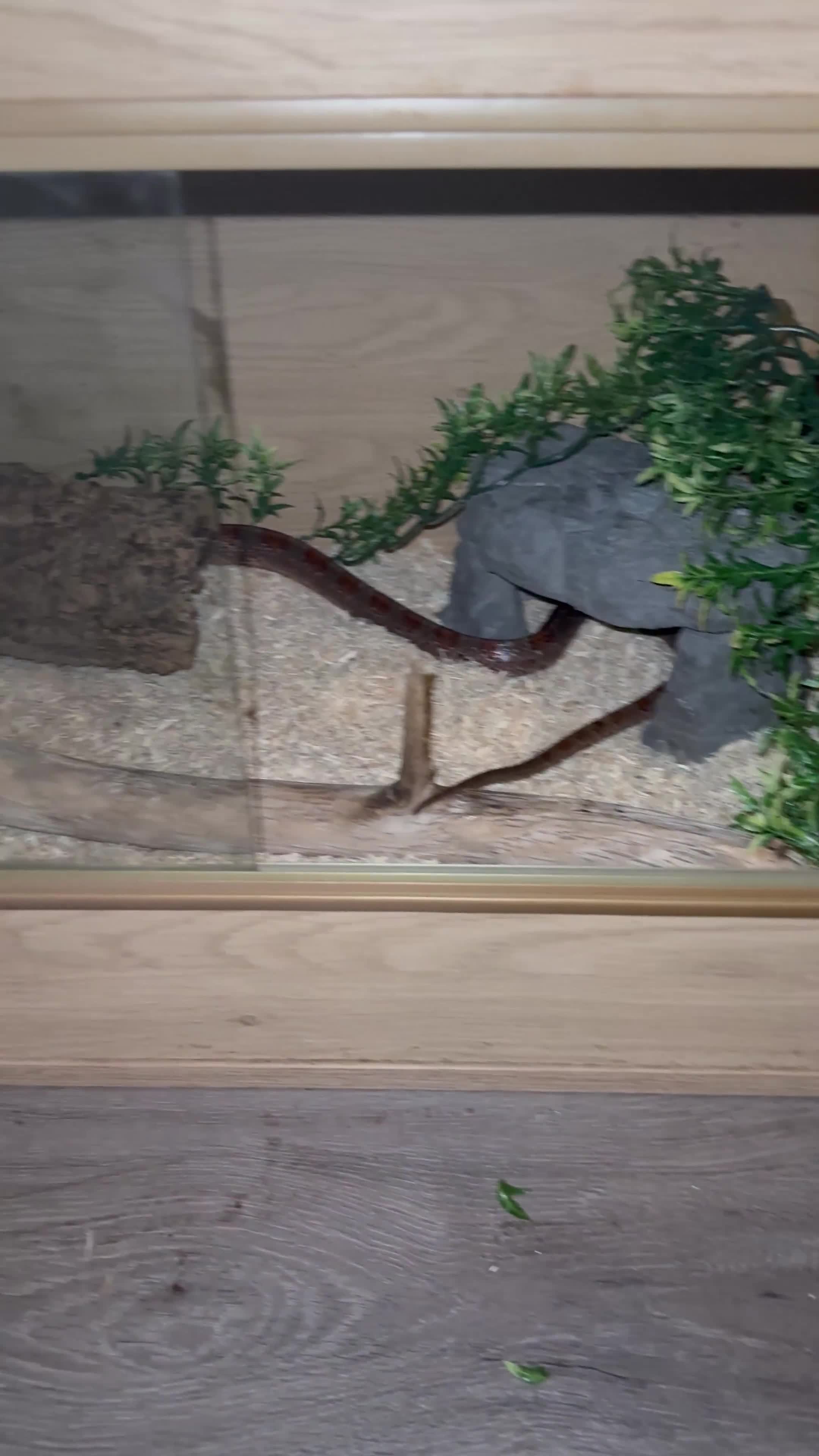 Corn Snake reptiles for sale: Adult Female Cornsnake with full set up  - Video 1