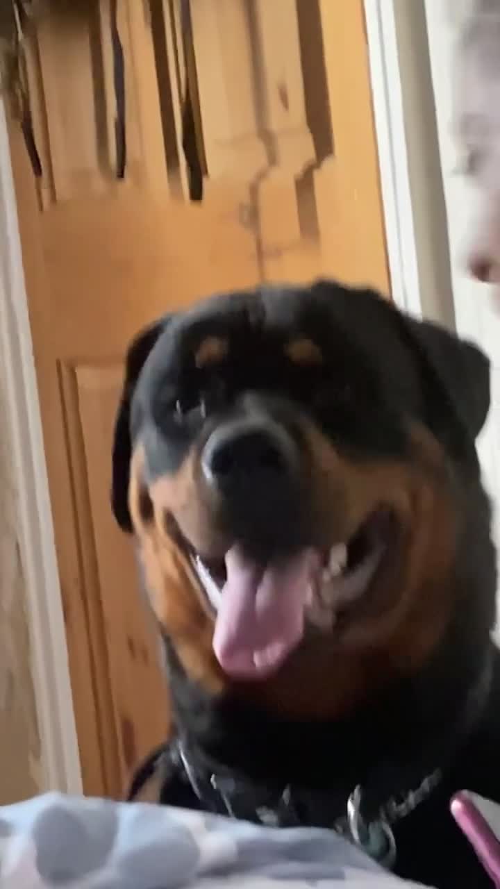 Rottweiler dogs for sale: Simba - Video 1