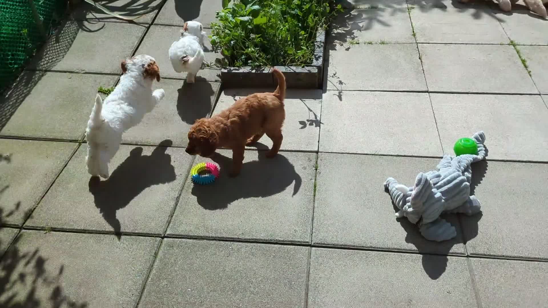 Cavapoo dogs for sale: All puppies reserved. - Video 3