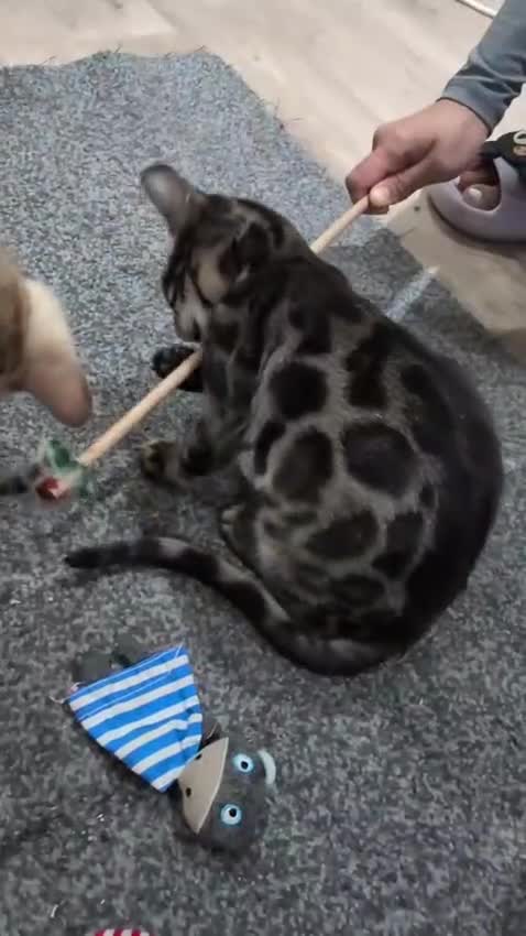 Bengal cats for sale: 🔥✨Pedigree TICA-Registered Bengals - Video 1