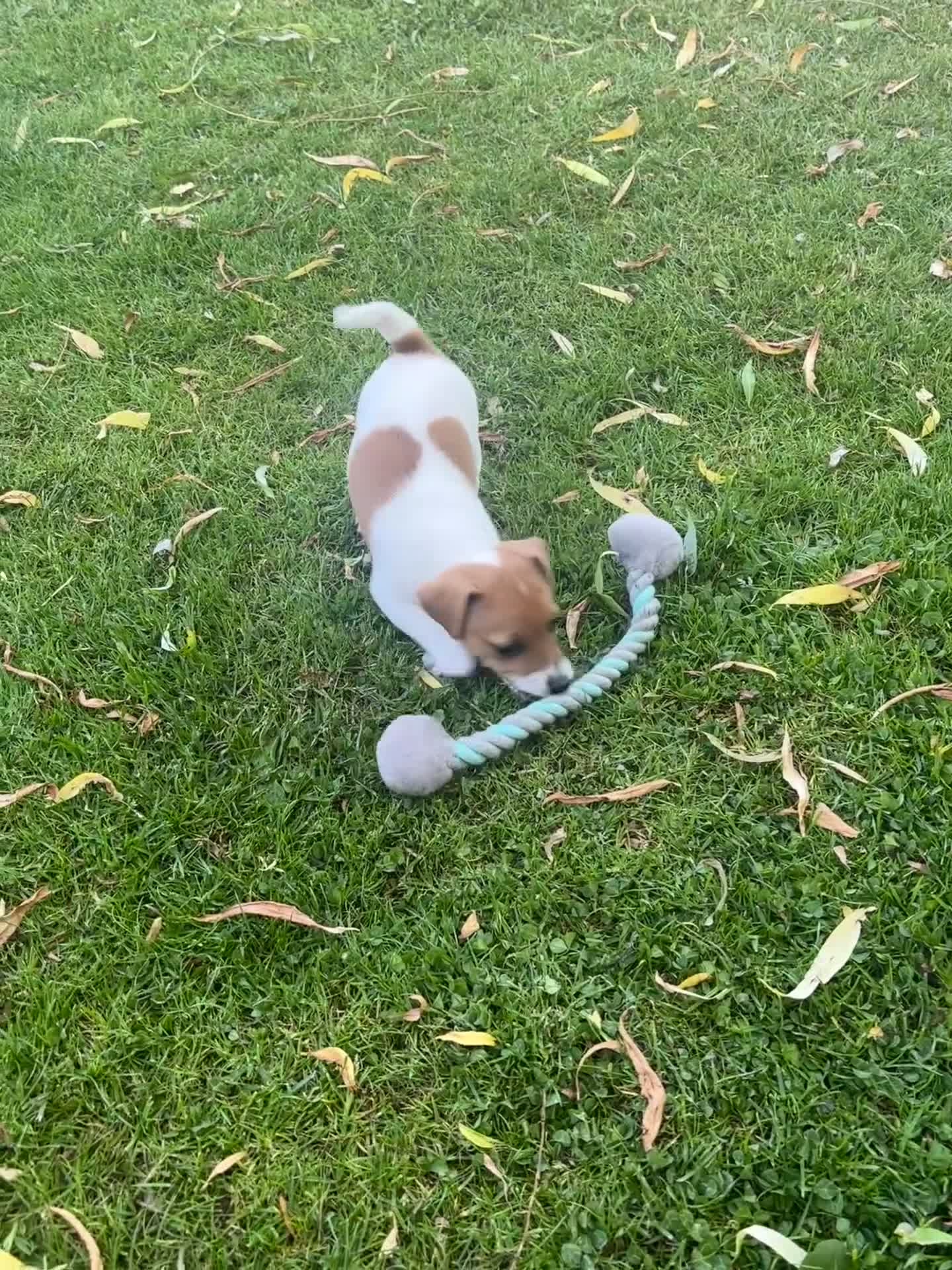 Jack Russell dogs for sale: 🐶 Beautiful Jack Russell Puppy for Sale 🐶 - Video 2
