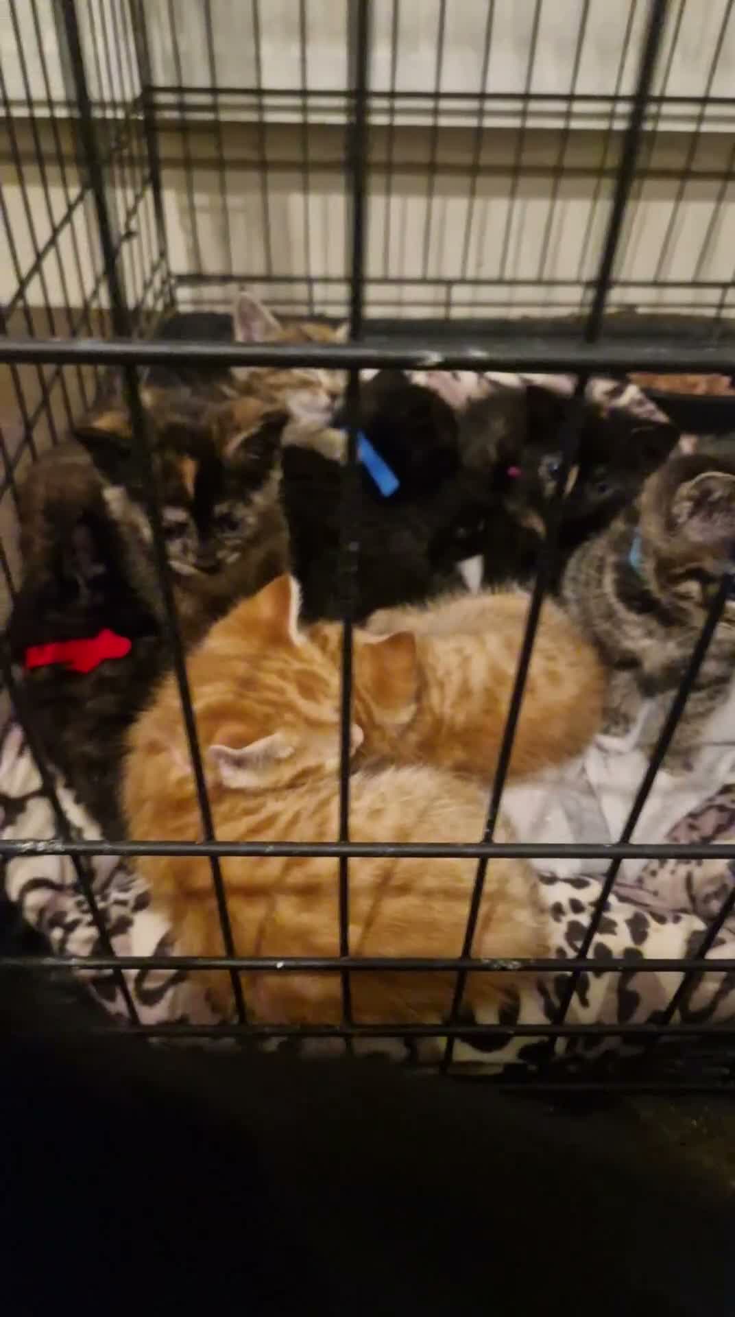 Mixed Breed cats for sale: Beautiful kittens  - Video 1