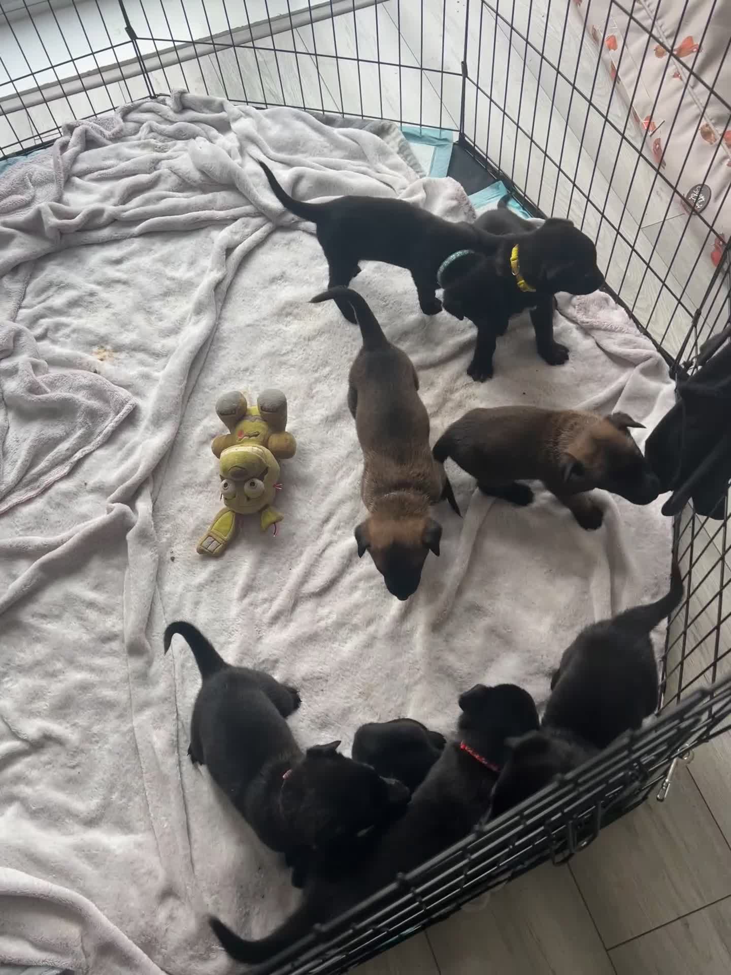 Belgian Shepherd Dog dogs for sale: Top quality Malinois puppies protectioning line - Video 2
