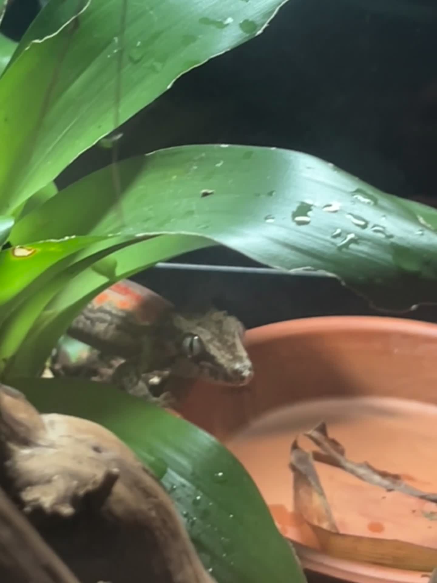 Gecko reptiles for sale: Juvenile gargoyle gecko with set up in Halifax - Video 1