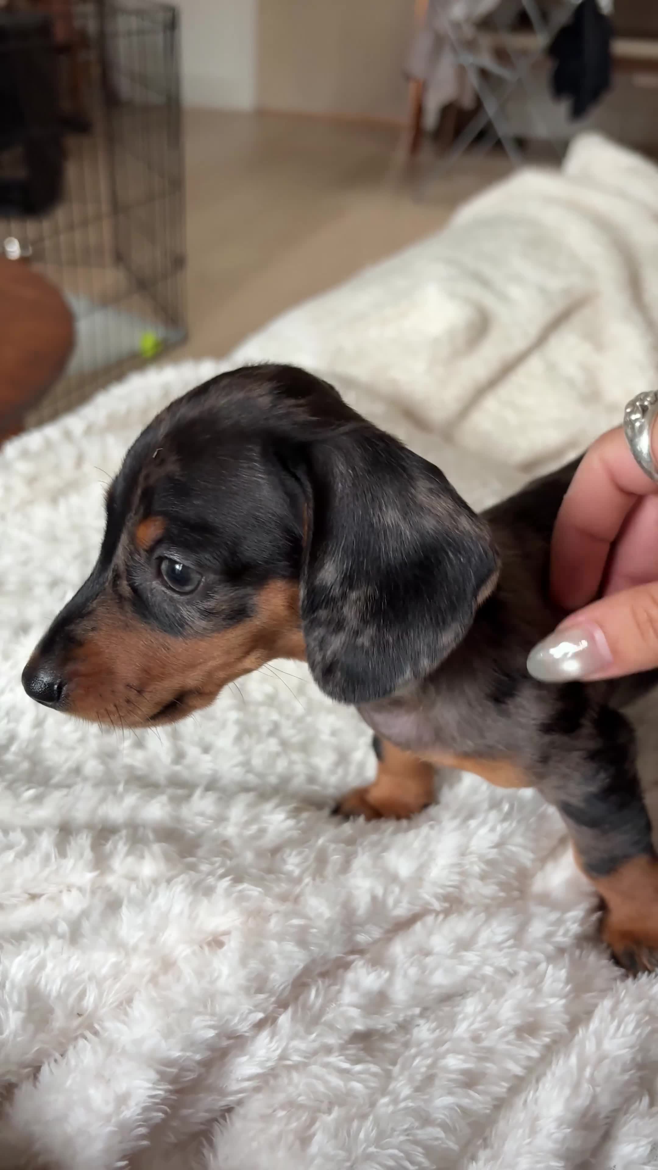 Miniature Dachshund dogs for sale: Miniature Dachshund Dapple Puppy For Sale  - Video 1